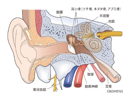 画像：耳の構造イラスト